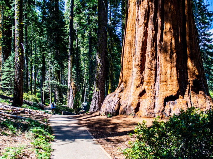Sequoia National Park: Land of the Magical Trees